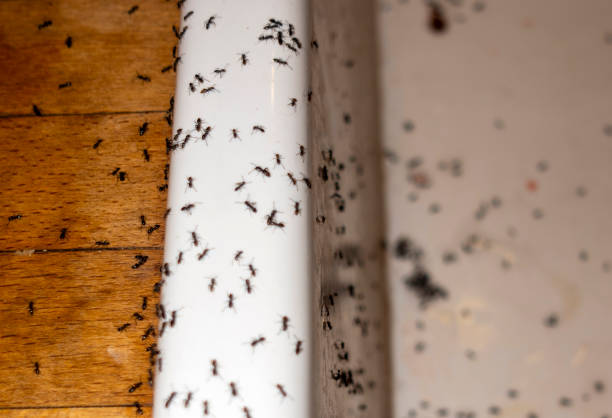 Best Pest Prevention Services  in West Modesto, CA