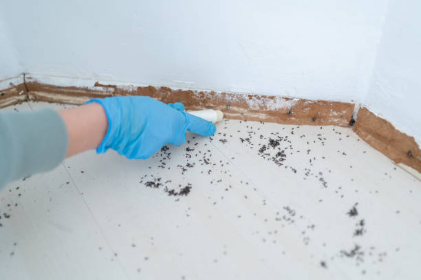 Best Bed Bug Extermination  in West Modesto, CA